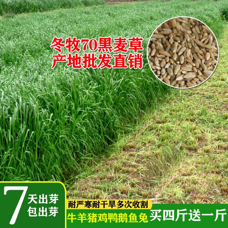 冬牧70黑麦草种子牧草种子四季养牛羊猪鸡鸭鹅鱼兔子高产耐寒草籽