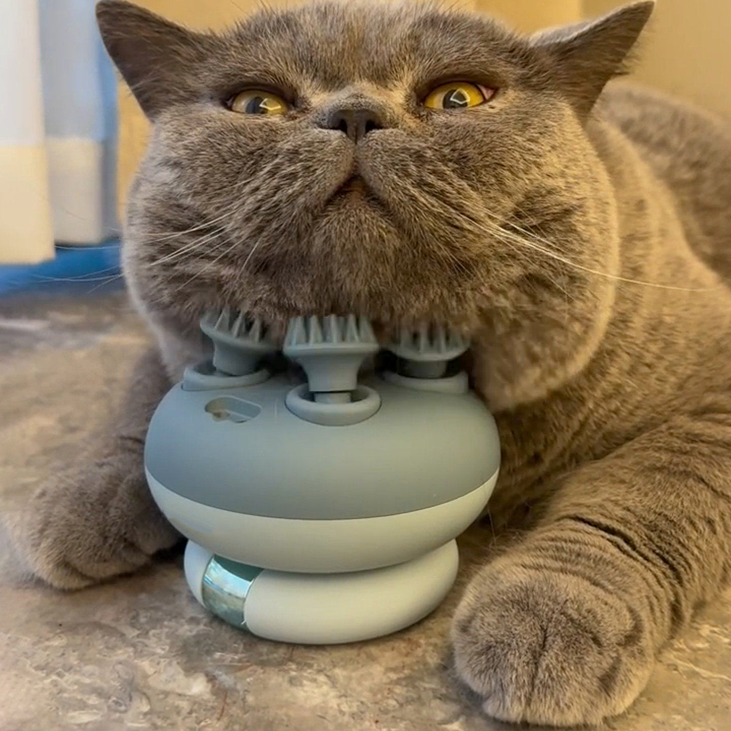 猫咪按摩头部神器八爪鱼电动按摩仪自嗨解闷猫玩具撸猫宠物抓痒