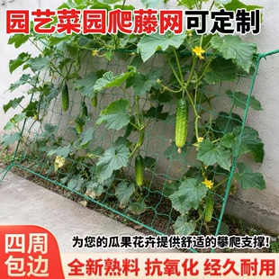 植物爬藤网攀援网园艺搭架网瓜果丝瓜苦瓜月季藤蔓花卉攀爬种植网