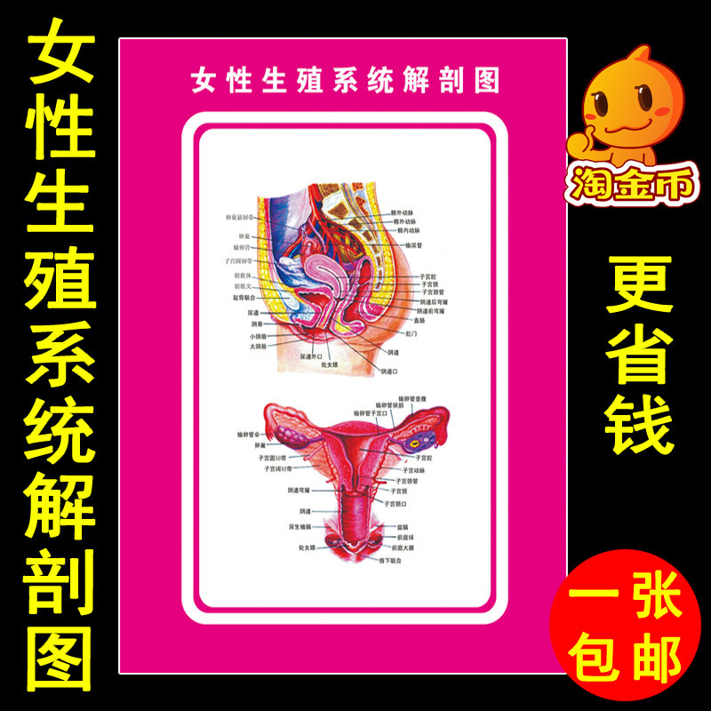 妇科医用女性生殖系统解剖图墙贴画 人体器官子宫结构示意图挂画