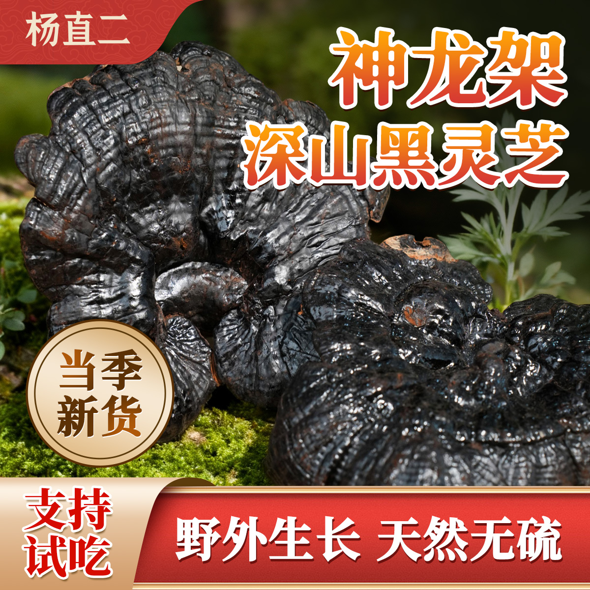 杨直二黑灵芝野生神龙架纯干货