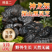 杨直二黑灵芝野生神龙架纯干货整朵正品 中药材特级切片大漆灵芝杯