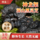 杨直二黑灵芝野生神龙架纯干货整朵正品 中药材特级切片大漆灵芝杯