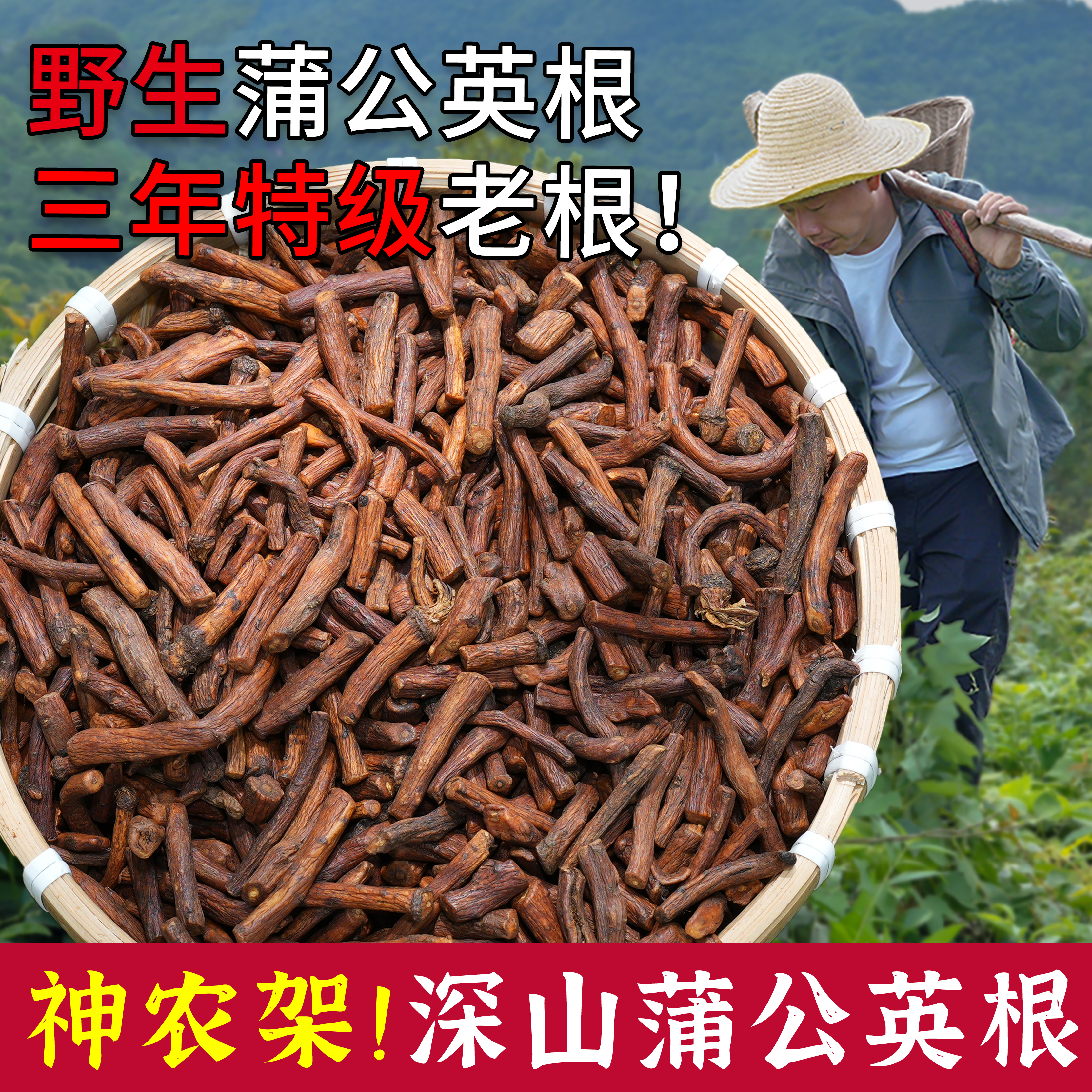 野生蒲公英根特级250g蒲公英根茶杨直二官方企业店蒲公英根中药材