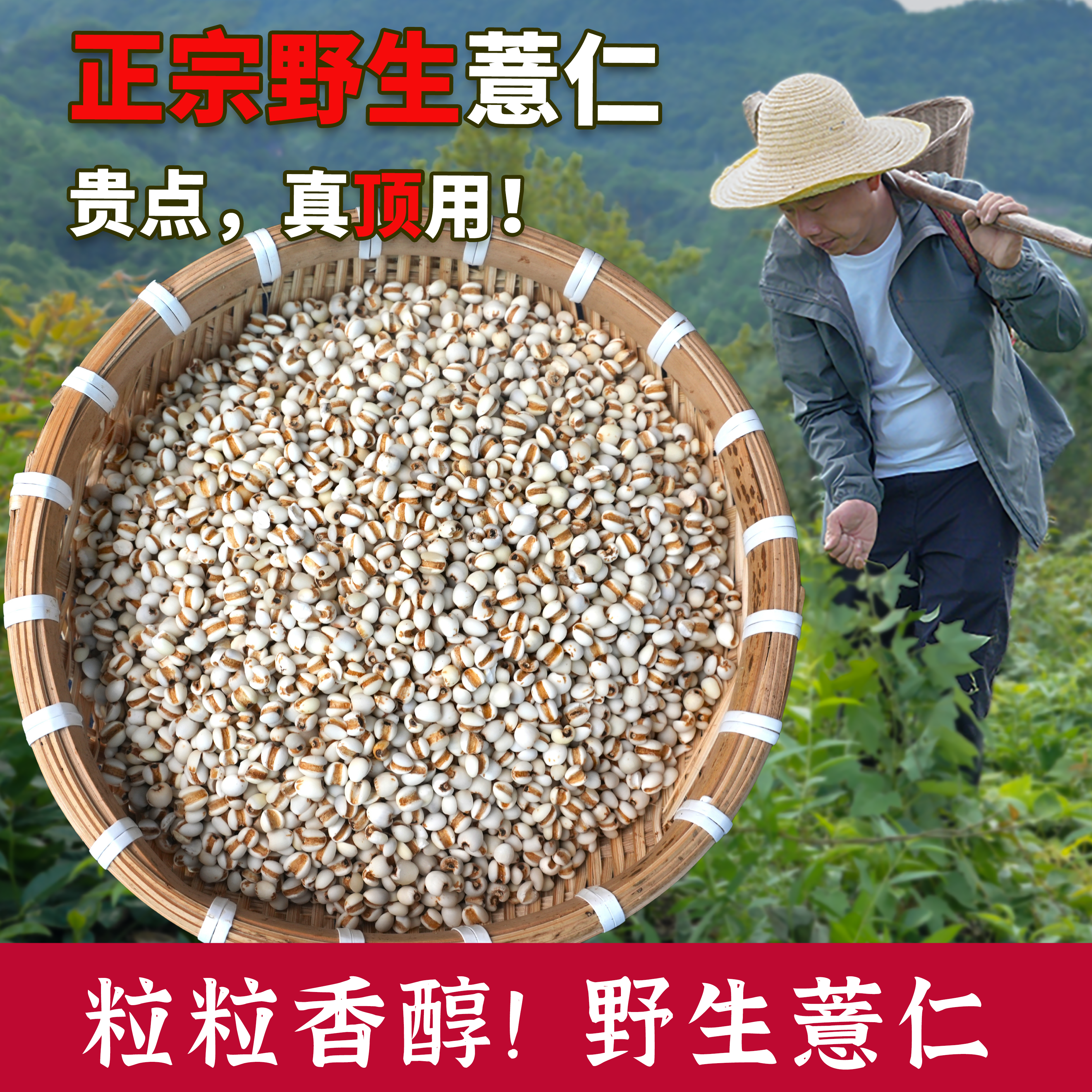 杨直二深山小薏米正品原色无硫