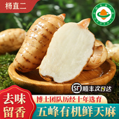 杨直二五峰有机特级新鲜天麻仿野生药膳非中药材正品 现挖顺丰礼盒