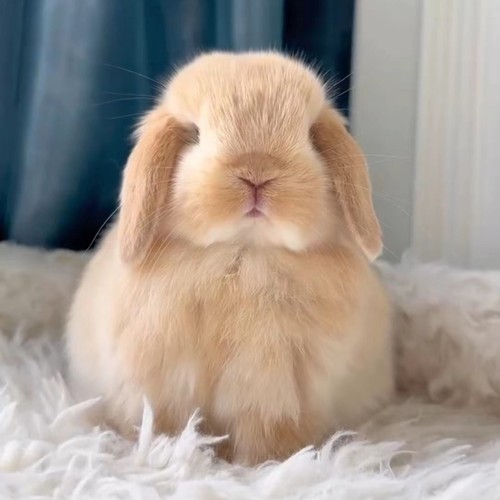 进口双血统垂耳兔子活物网红寝室宠物小鹿色黄纯种荷兰折耳兔活体