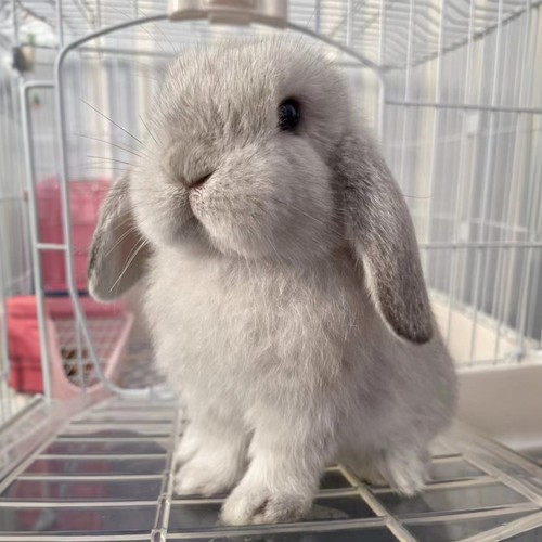 进口血统垂耳兔活物霜白暹罗黄色