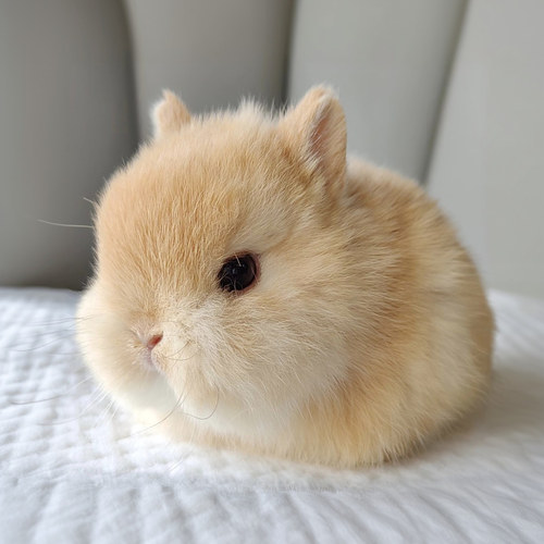 进口血统侏儒兔小型宠物兔迷你
