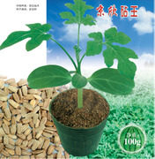 Jingxin anvil King/watermelon grafting Stock seed Academy Vegetables seed Watermelon Jingyan 100gin the Agricultural goods , Seed/Seedlings , Vegetable Seeds  category - from Buy2taobao.com to provide professional Taobao agent buy service