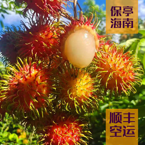 红毛丹海南保亭7号果毛荔枝当季热带孕妇新鲜水果5斤礼盒装
