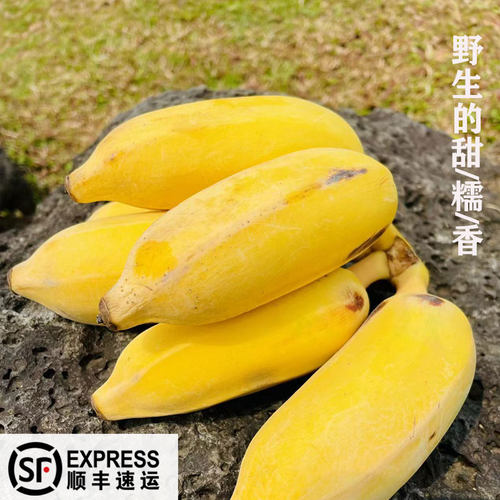 香蕉海南芭蕉小米蕉甜糯