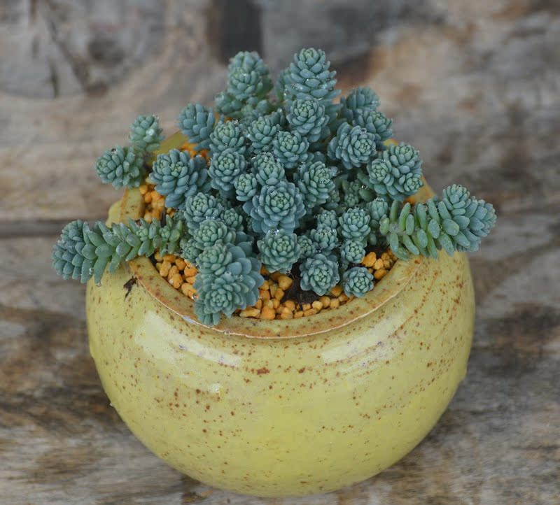 旋叶姬星多肉组合盆栽植物稀有品种爆盆 超萌肉肉室内植物庭院