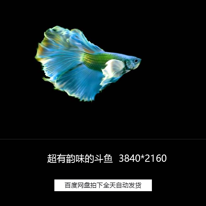 蓝色漂亮韵味斗鱼小鱼尾巴鱼儿游来游去舞台背景