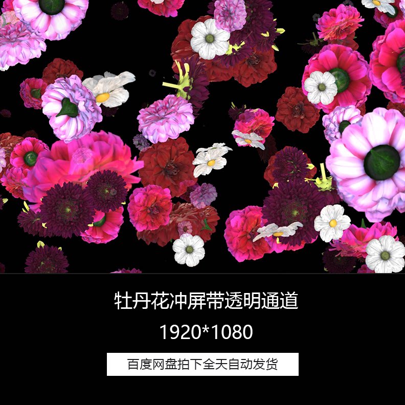 牡丹花冲屏透明通道特效合成视频素材