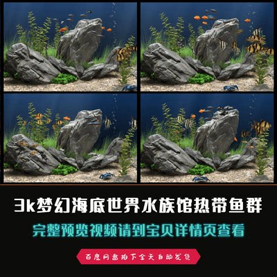 3k梦幻3d海底世界生态水族馆热带鱼群视频素材