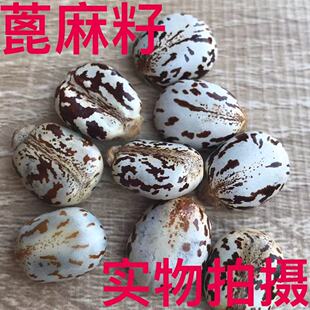 蓖麻子 中药材新货野生蓖麻籽 红皮蓖麻籽 粒大饱满500克邮可剥仁