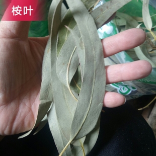 中药材 桉树叶 桉叶 大叶桉 按树叶蓝绿桉叶 橡树叶正品新货 500