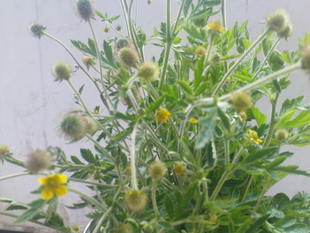 中药材五气朝阳草 1斤包邮 见肿消/追风草/蓝布正/水杨梅