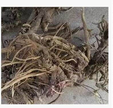 冷背中药材正品特价促销 紫锥菊根 包邮500克