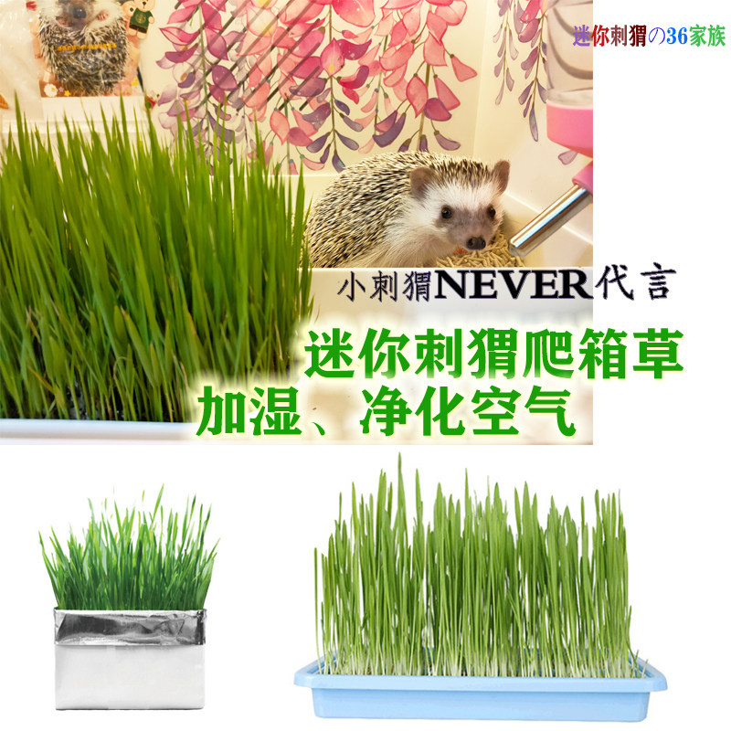 迷你刺猬加湿净化空气