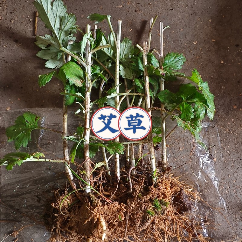 艾草苗湖北蕲艾药用大叶艾草种根艾草种苗驱蚊艾蒿新鲜带根艾草苗