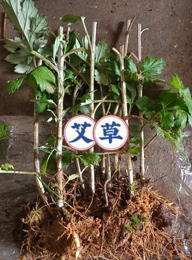 艾草苗湖北蕲艾药用大叶艾草种根艾草种苗驱蚊艾蒿新鲜带根艾草苗