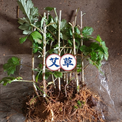 艾草苗湖北蕲艾药用大叶艾草种根艾草种苗驱蚊艾蒿新鲜带根艾草苗