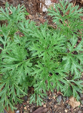益母草苗新鲜现挖带根带土红花益母草苗月经云母草种植幼苗可盆栽