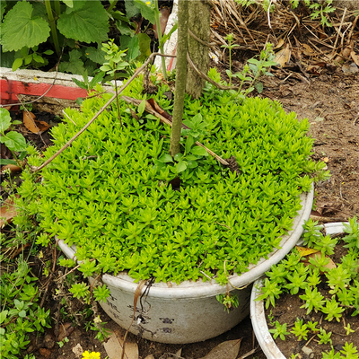 垂盆草盆栽养肝护肝中药材阳台绿植室内小盆栽耐寒耐旱植物蛇丹草