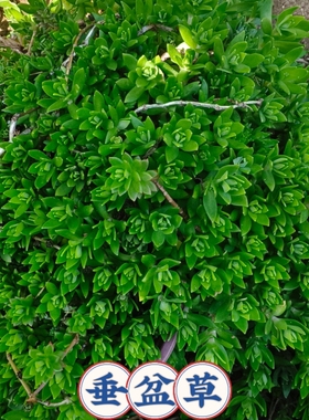 垂盆草盆栽养肝护肝中药材阳台绿植室内小盆栽耐寒耐旱植物蛇丹草