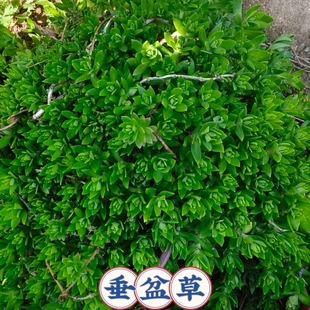 垂盆草盆栽养肝护肝中药材阳台绿植室内小盆栽耐寒耐旱植物蛇丹草