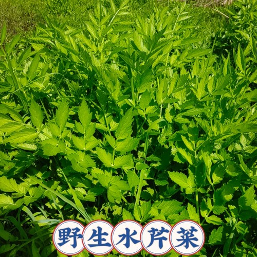野生水芹菜现摘健康农家野菜新鲜农家应季野生蔬菜湖北野生水芹菜