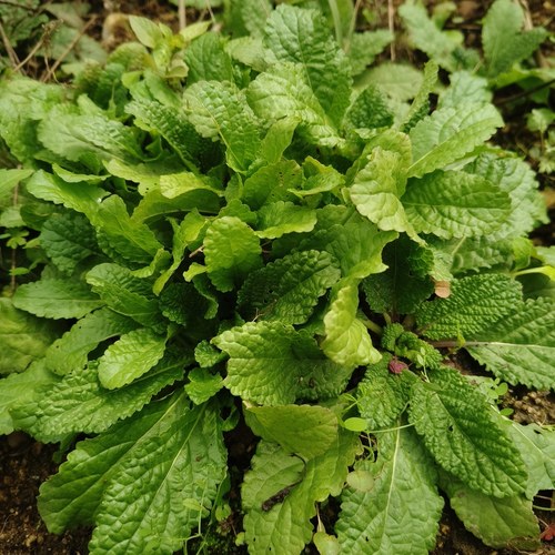 蛤蟆草盆栽新鲜荔枝草苗蟾蜍草带根现挖蛤蟆皮草绿植好养鲜活中药