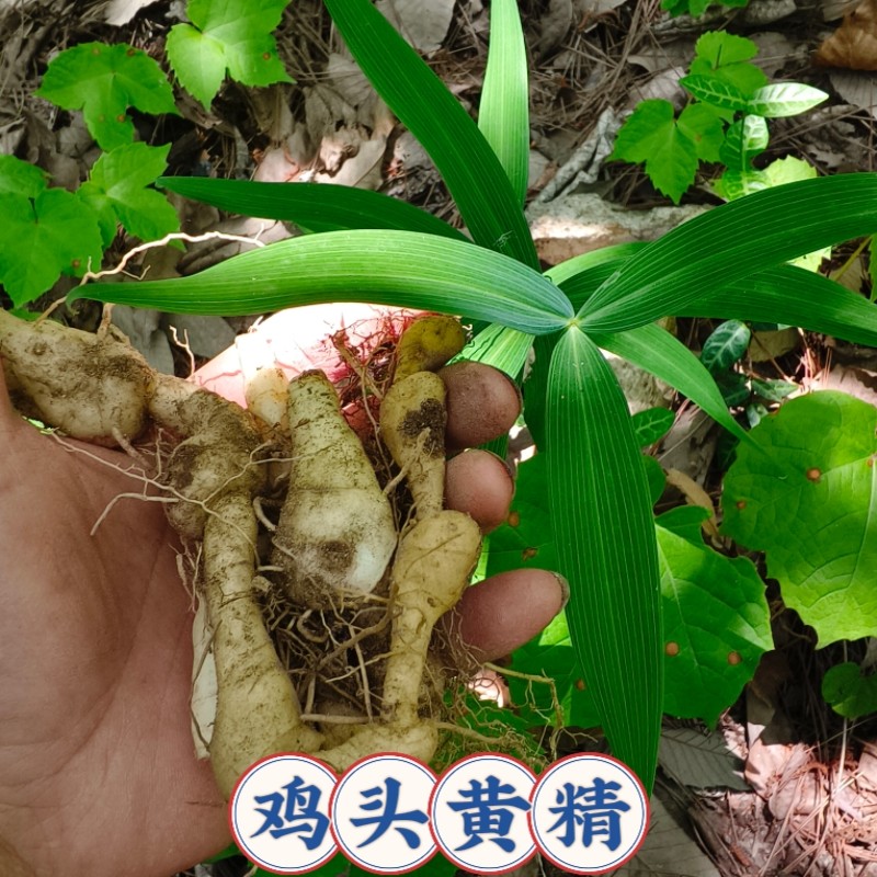 野生鸡头黄精种苗湖北新鲜鸡头黄精种植苗老虎姜种根滋补中药材苗图片