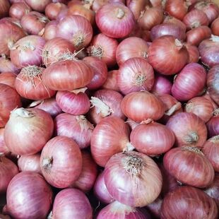 小洋葱头新鲜沙拉蔬菜缅甸圆葱500克凉拌炒食 德宏缅甸老品种 包邮