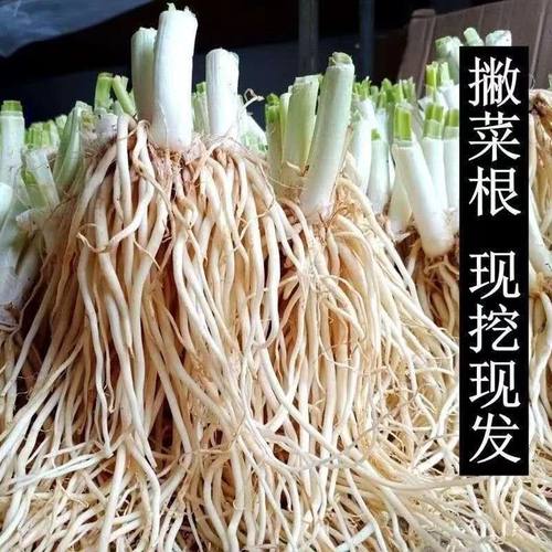 撇菜根云南特产大叶韭菜须子根