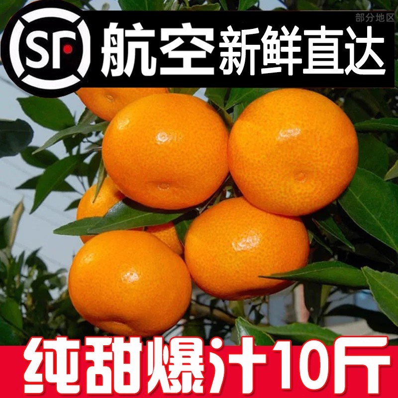 【顺丰包邮】精品涌泉蜜桔