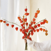 灯笼果酸浆果真花干花花束客厅家居摆设喜庆氛围插花装 饰红色干果