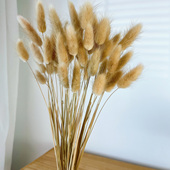 云南真花干花花束兔尾草狗尾巴草小芦苇客厅家居装 饰摆设桌面摆件