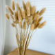 云南真花干花花束兔尾草狗尾巴草小芦苇客厅家居装 饰摆设桌面摆件