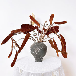 稀有小众花材金丝羊皮豆大扁豆真花干花复古侘寂插花装饰果实标本