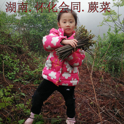 蕨菜新鲜野菜现摘龙爪菜