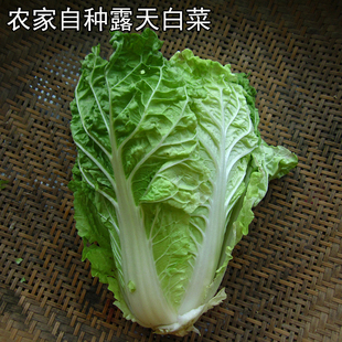 湖南怀化农家自种大白菜青菜绿叶菜白菜新鲜软叶白菜时令露天白菜
