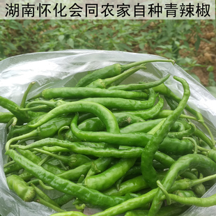 湖南湘西怀化会同农家自种青辣椒时令新鲜蔬菜本地露天线椒尖椒