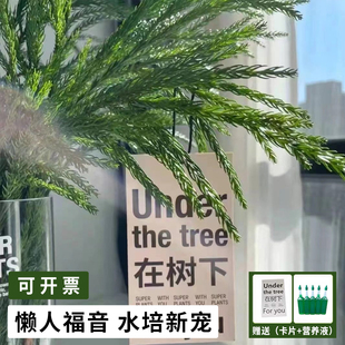 天竺少女柳杉水培绿植鲜切枝装饰树懒人易养鲜花办公客厅空气清新