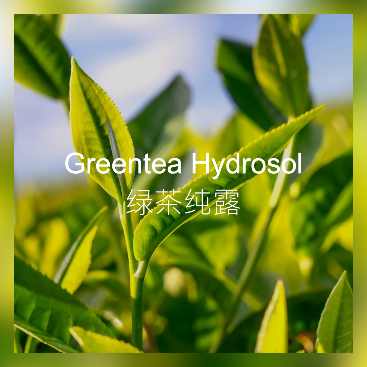 灵药 绿茶纯露 补水保湿 绿茶香气喷雾面膜敷脸爽肤水
