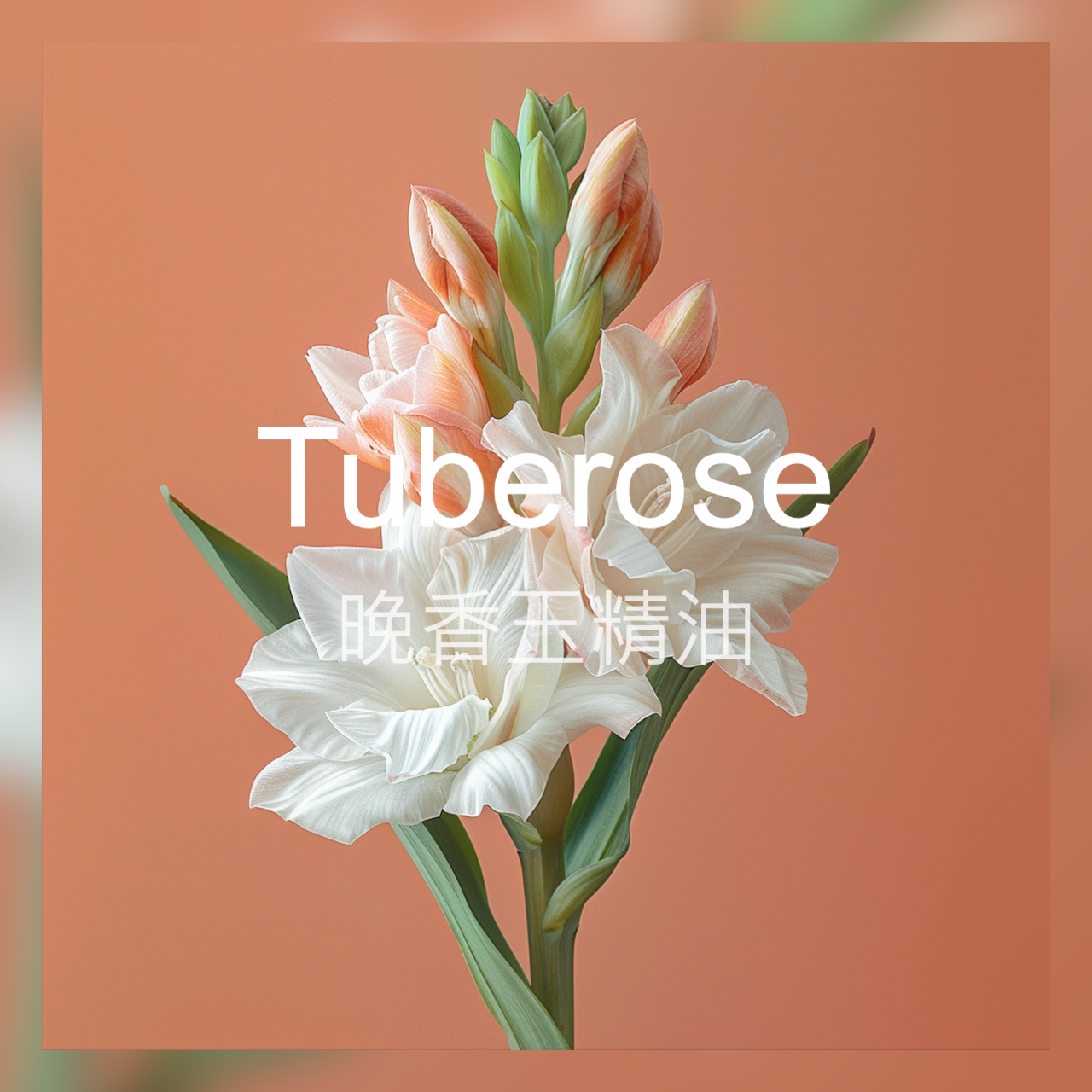 【新香新灵感】晚香玉精油 清新甜美花香 甜润白花