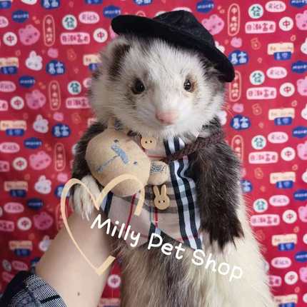 ins幼稚园宠物衣服兔子衣服秋小型犬马甲雪貂牵引绳豚鼠猫咪衣服