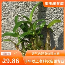 买三送一正宗霍山米斛苗石斛苗兰矮胖超铁皮养生茶中药材边种边吃